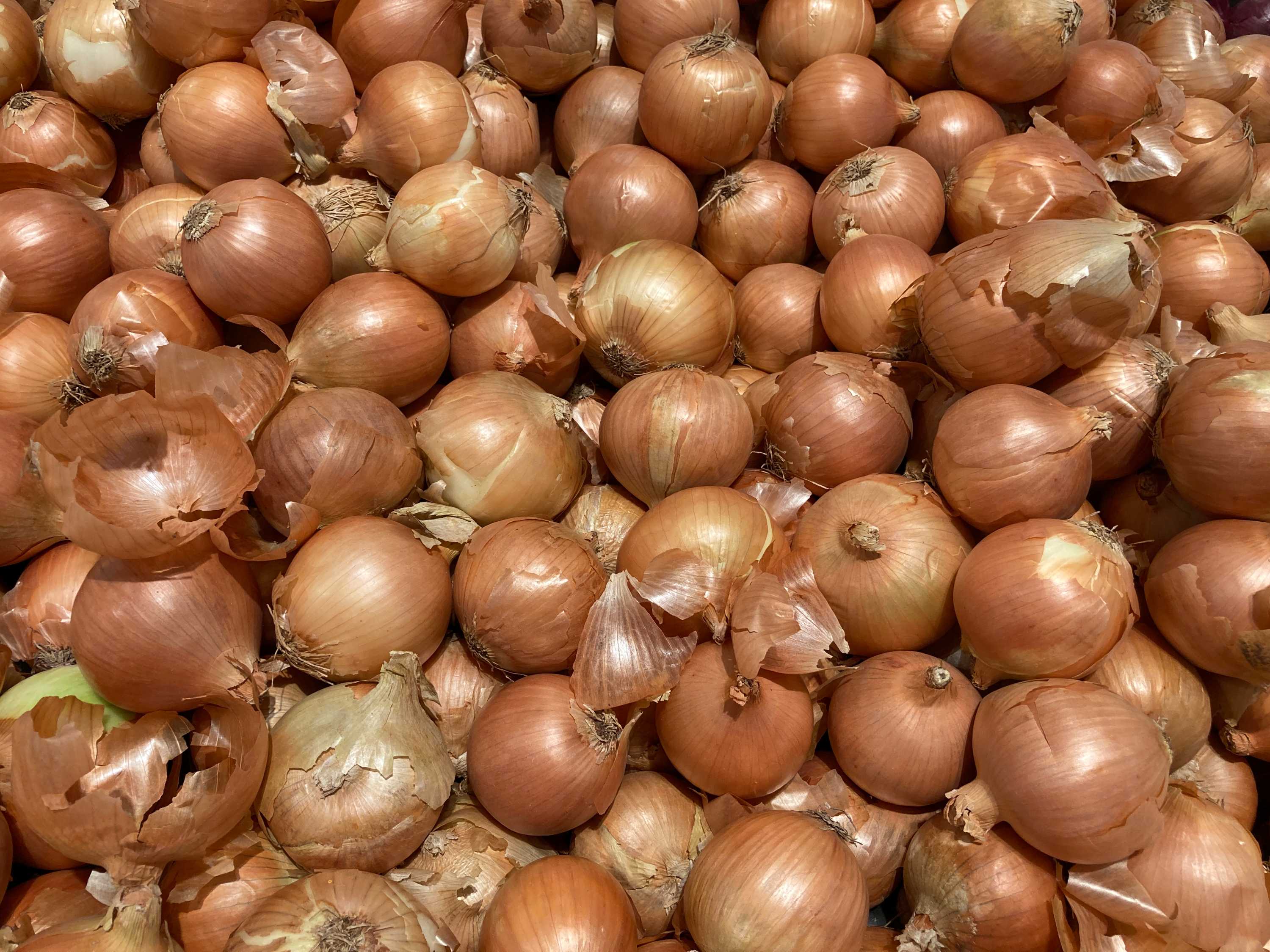 Onion growers bracing for price pain as domestic oversupply looms ABC