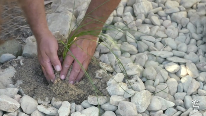Hands pushing down a newly planted grass plant in gravel