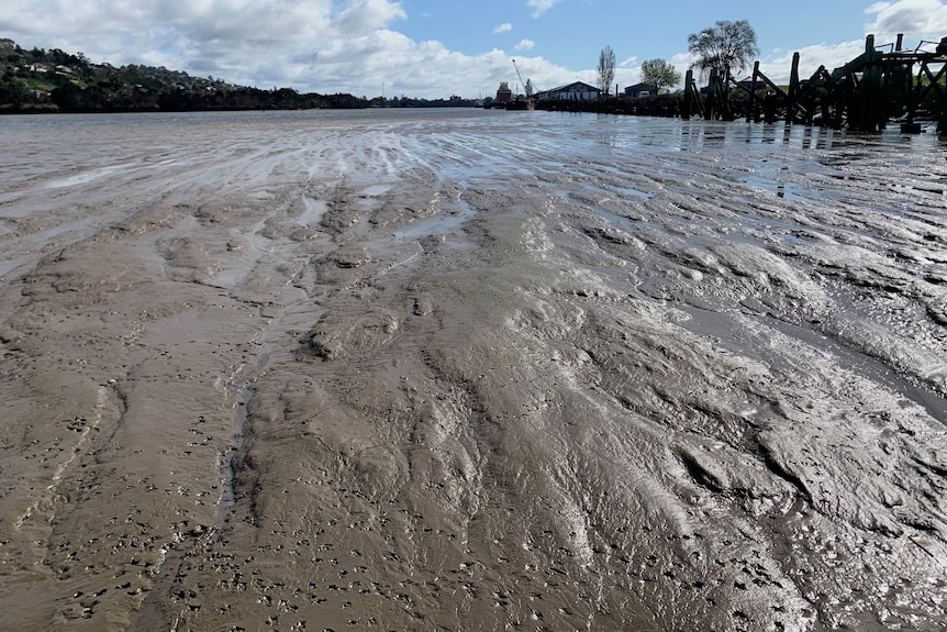 Silt in the Tamar River looking muddy and brown