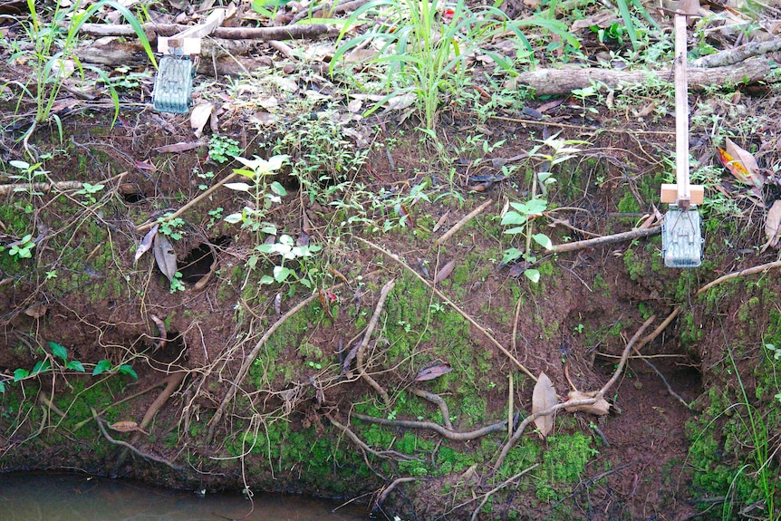 Small camouflaged camera traps hang from wooden stakes over two platypus burrows in a creek bank.