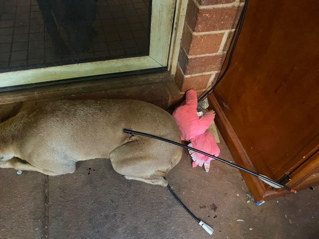 Police investigating fatal arrow attack on dog at home in Cable Beach