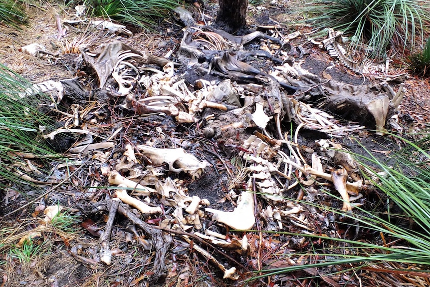 Horse remains found at Mount Magnificent Conservation Park