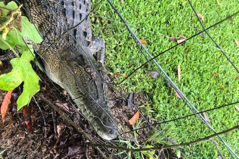 A medium sized crocodile looks through a wire fence into a garden
