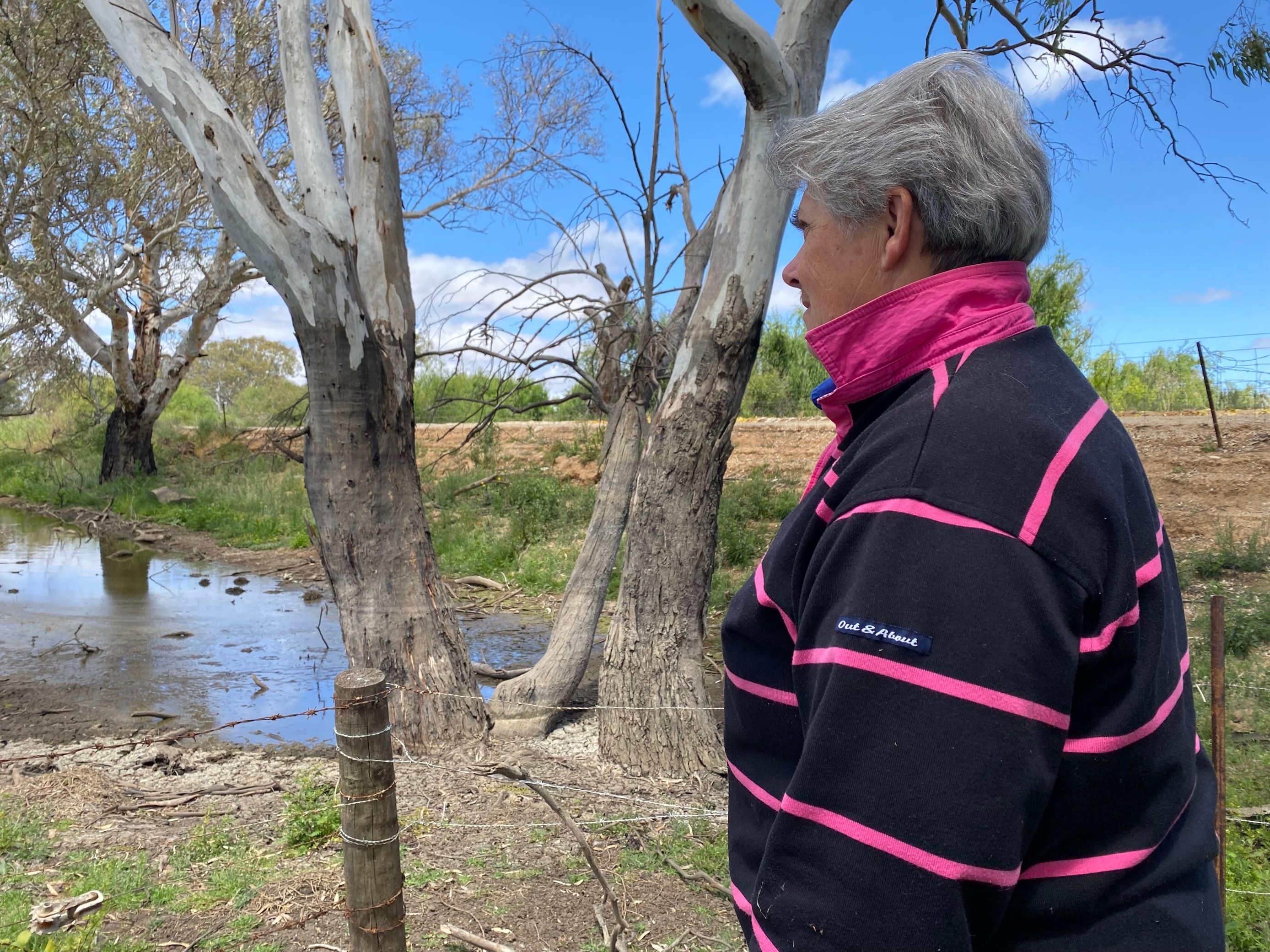 Joanne, a woman with short bouffant grey hair wears navy pink stripey polo gazes at seepage by a breached levee, gum trees 