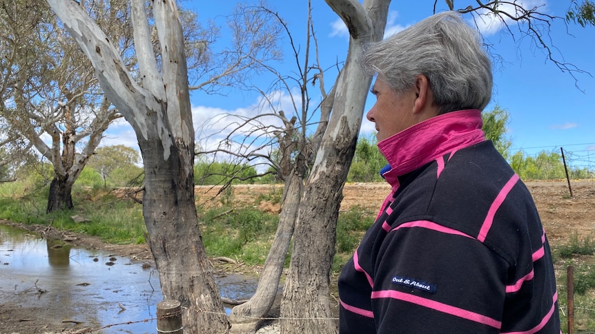 Joanne, a woman with short bouffant grey hair wears navy pink stripey polo gazes at seepage by a breached levee, gum trees 
