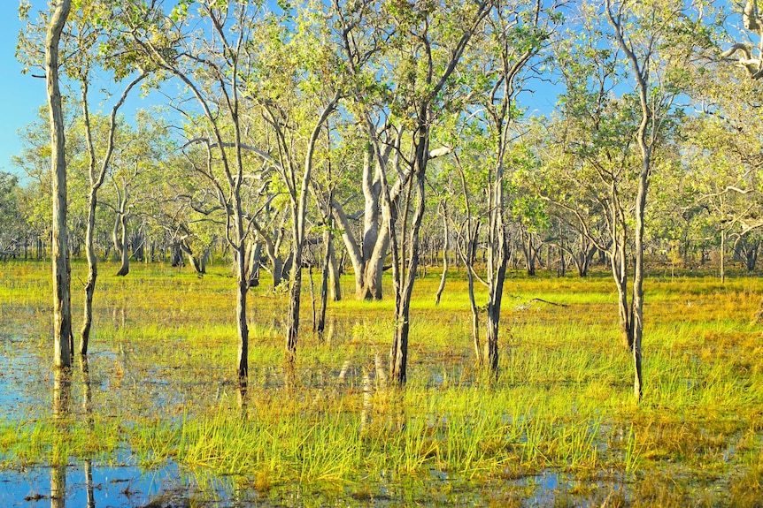 Water logged ground, small trees and green grass.