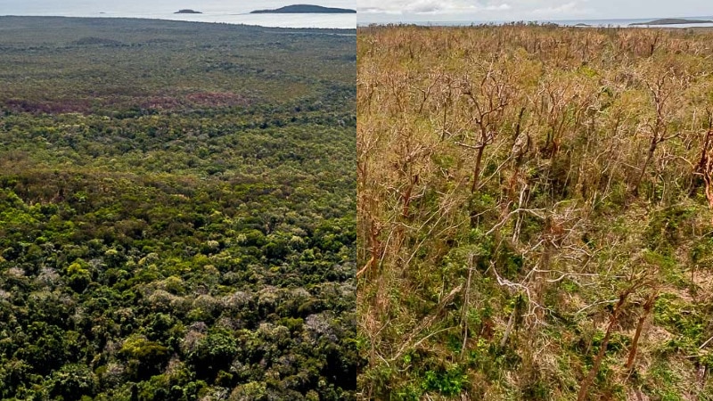 Side-by-side comparison of trees in national park before and after Cyclone Trevor.