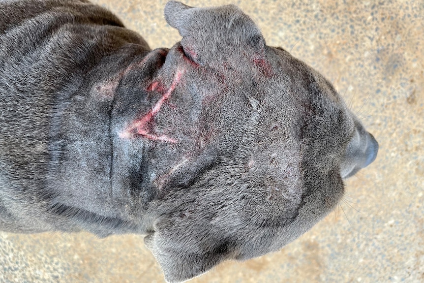 The jagged cuts left on a dog's neck after a wild dog attack.