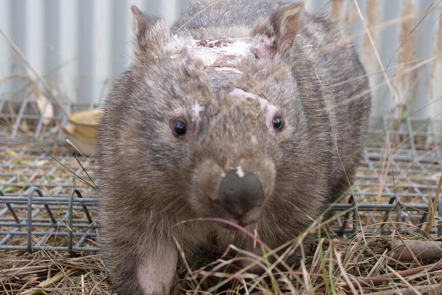 wombat with missing fur and scaring on its head and face is in an enclosure with grass