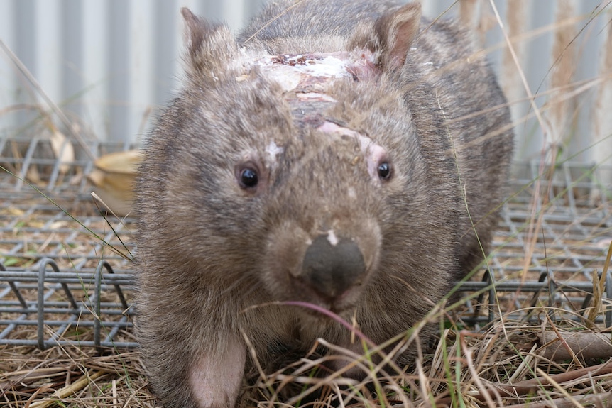 wombat with missing fur and scaring on its head and face is in an enclosure with grass
