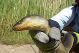 The short-finned eel discovered in the Onkaparinga River has not been sighted in the region since 2006.
