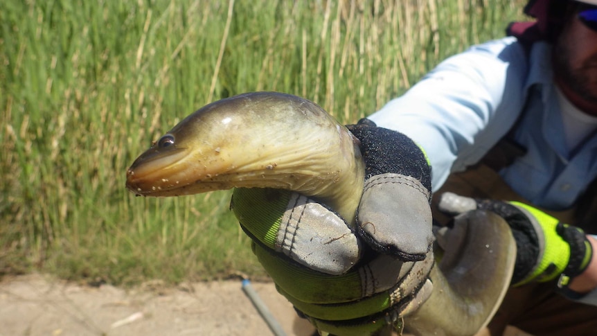 The short-finned eel discovered in the Onkaparinga River has not been sighted in the region since 2006.