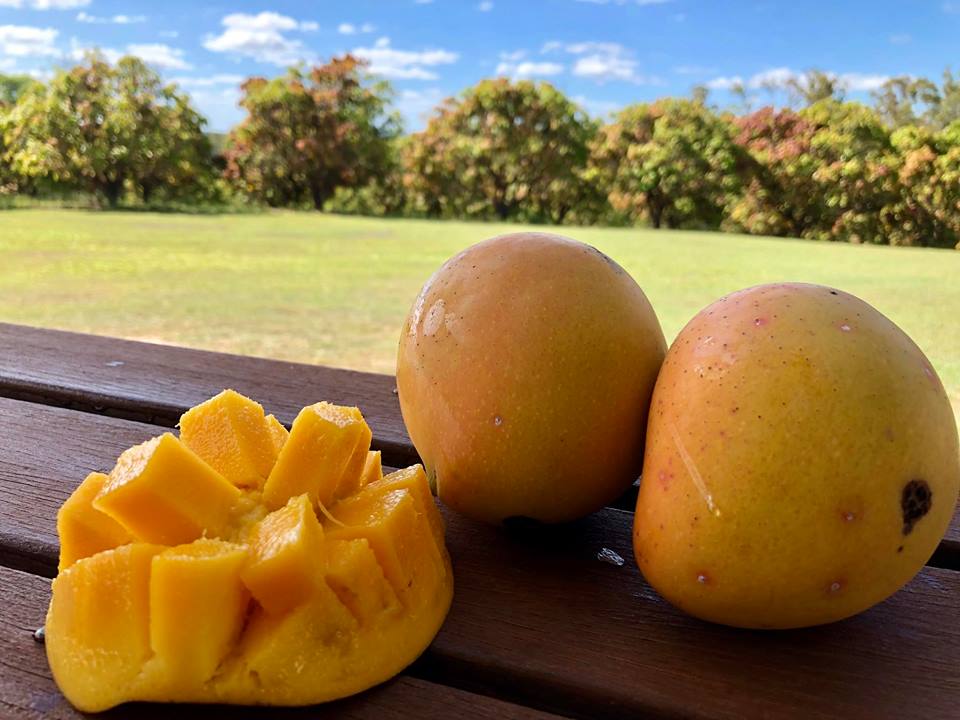Two whole mangoes and a cut mango piece on a table with the orchard in the background.
