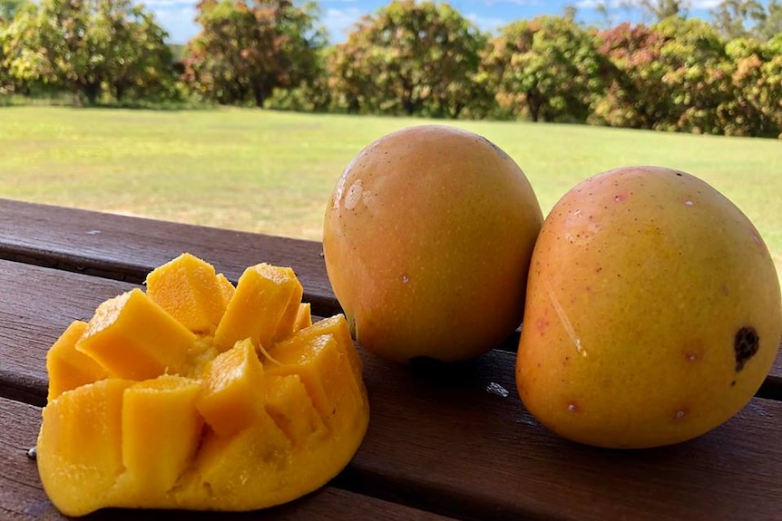 Two whole mangoes and a cut mango piece on a table with the orchard in the background.