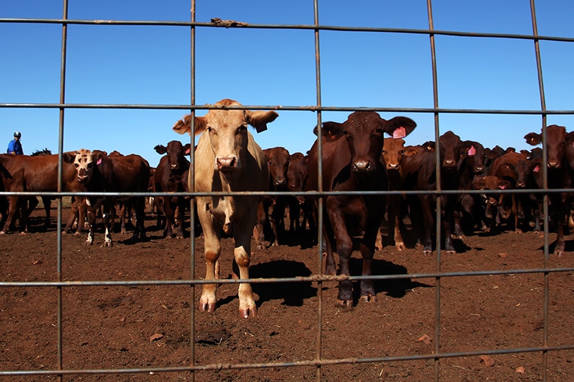 Cattle in the yards