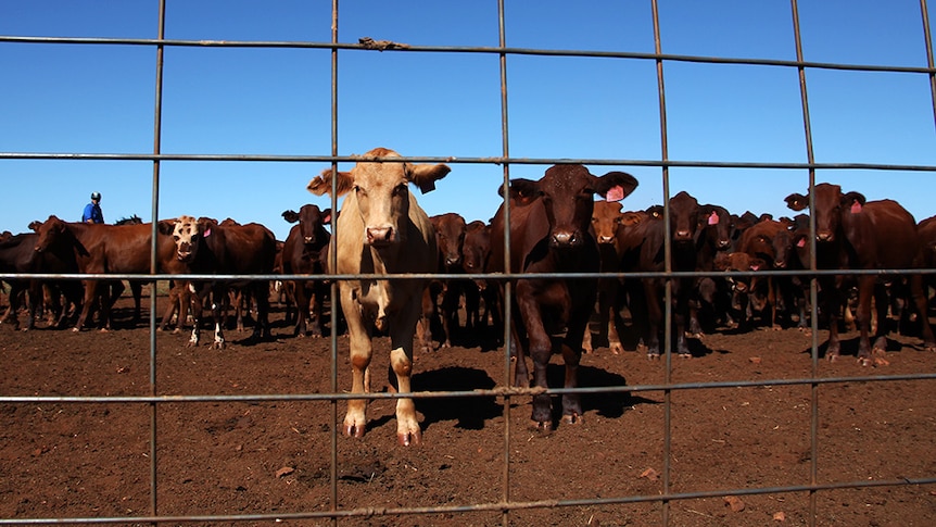 Hamersley Station cattle in the yards