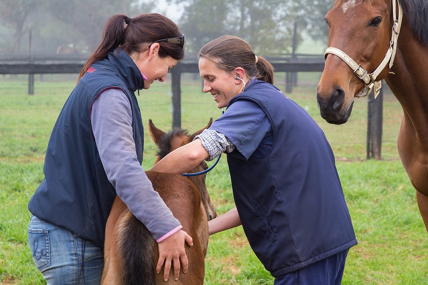 A woman with a stethoscope listens to a foal's heart, while another woman holds the foal, and a mare looks on.