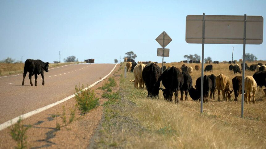 A cow crosses the Landsborough Highway outside Ilfracombe in western Queensland