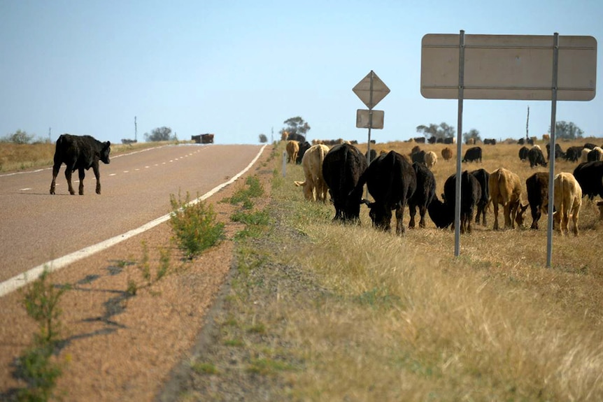 A cow crosses the Landsborough Highway outside Ilfracombe in western Queensland