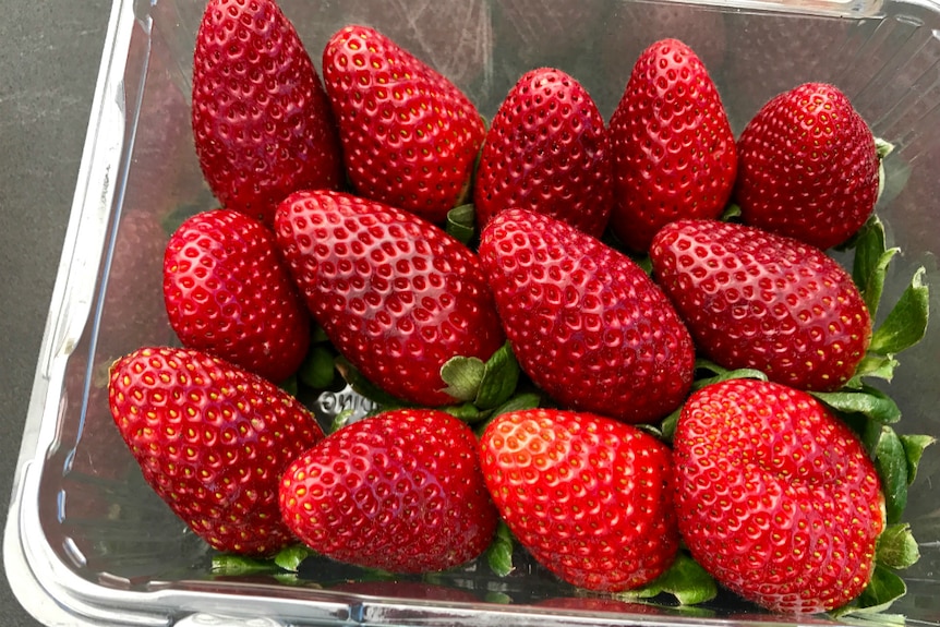 A punnet of deep red, Red Rhapsody strawberries.