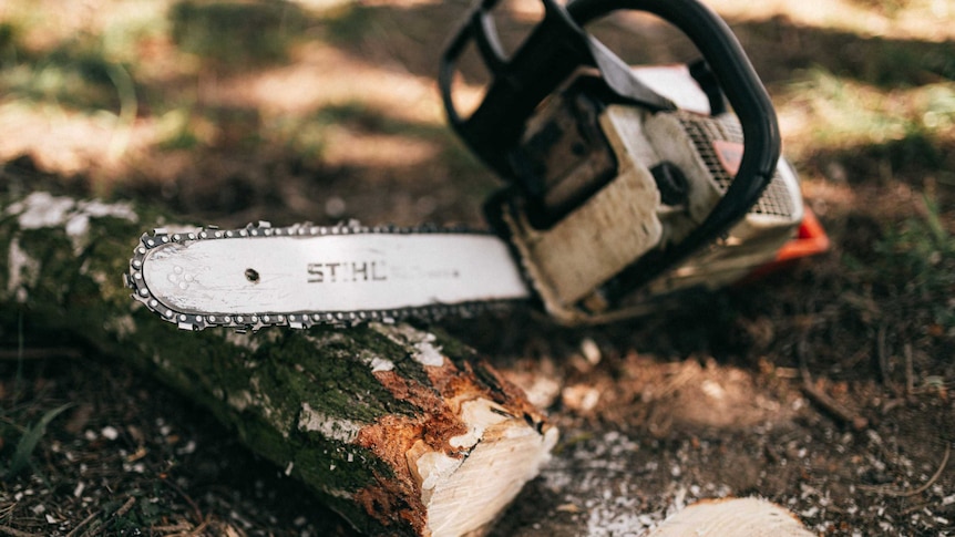 A chainsaw resting on a log that's been sawn in half.