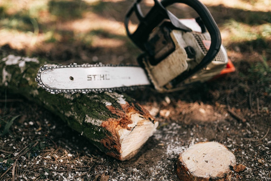 A chainsaw resting on a log that's been sawn in half.