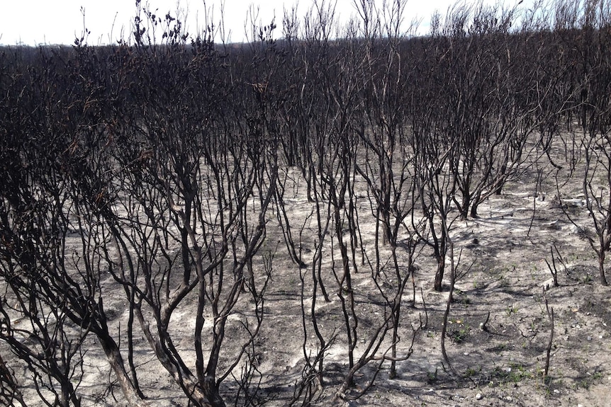 Fire damaged shrubs in northern Tasmania