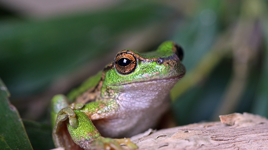 A silver and green spotted tree frog sits on a log
