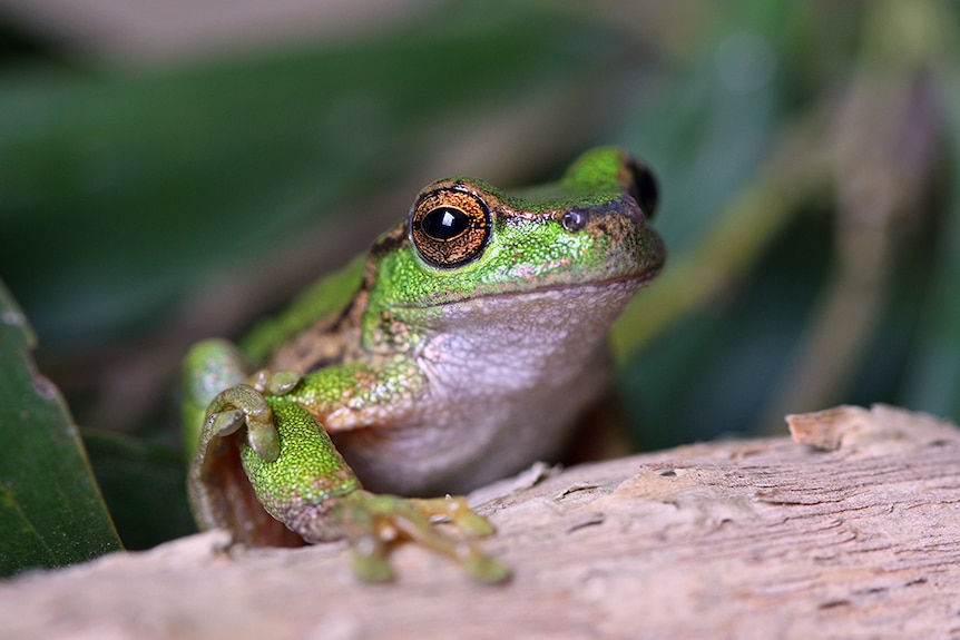 A silver and green spotted tree frog sits on a log
