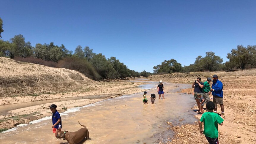 Families and their dogs around the floodwater at Birdsville's Diamantina River.