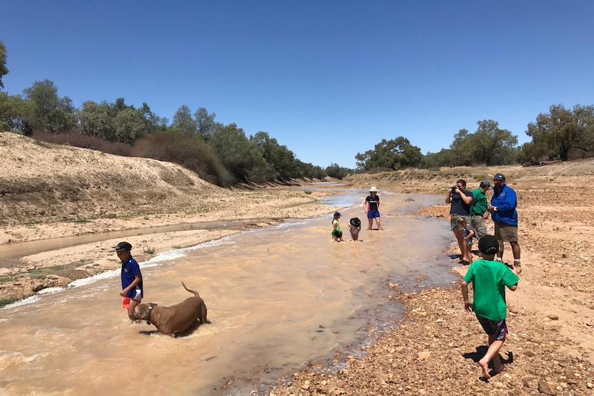 Families and their dogs around the floodwater at Birdsville's Diamantina River.