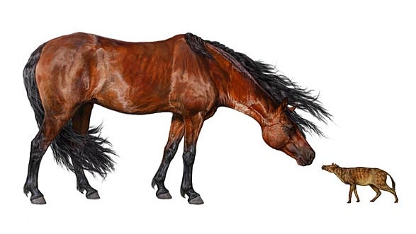 An artist's reconstruction shows Sifrhippus sandrae touching noses with a modern Morgan horse.