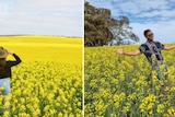 people in canola