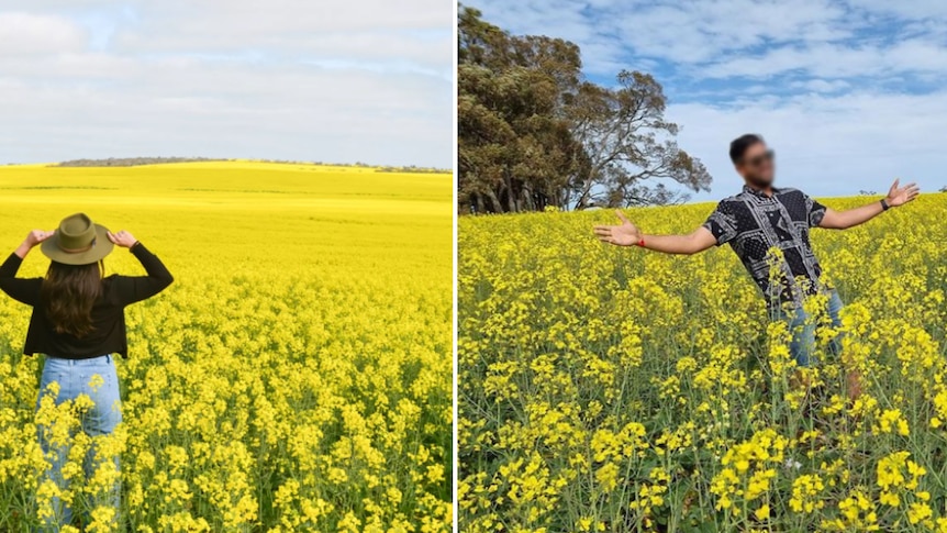 people in canola