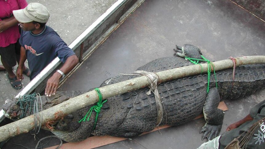 A dead saltwater crocodile tied to a branch lies in the back of a truck after being captured.