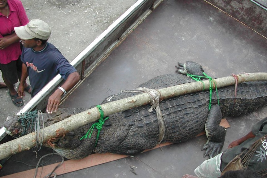 A dead saltwater crocodile tied to a branch lies in the back of a truck after being captured.