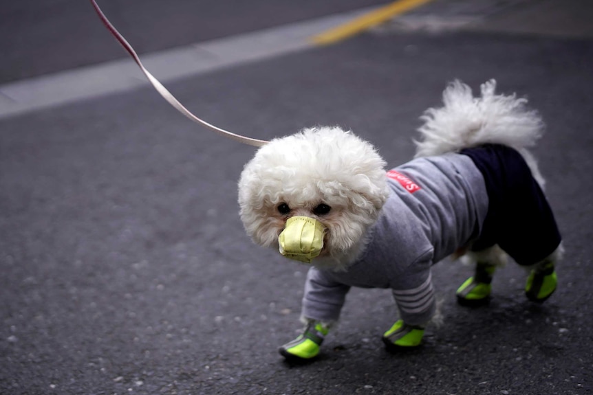 A white, fluffy dog wears a yellow mask, jumper and green booties in the midst of the coronavirus outbreak in China