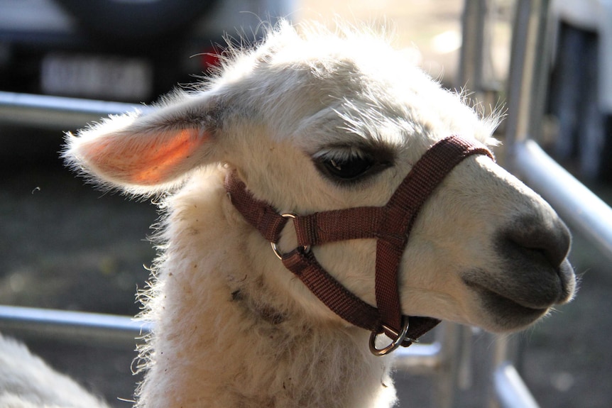 Close profile shot of white llama standing in sunshine