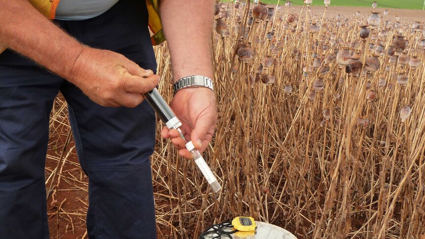 A man uses an pump to draw gas from a canister in a poppy field.