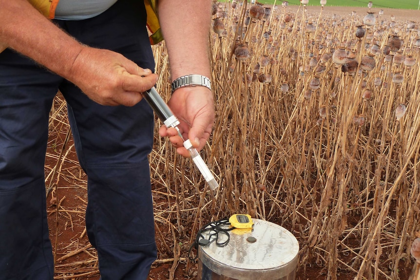 A man uses an pump to draw gas from a canister in a poppy field.