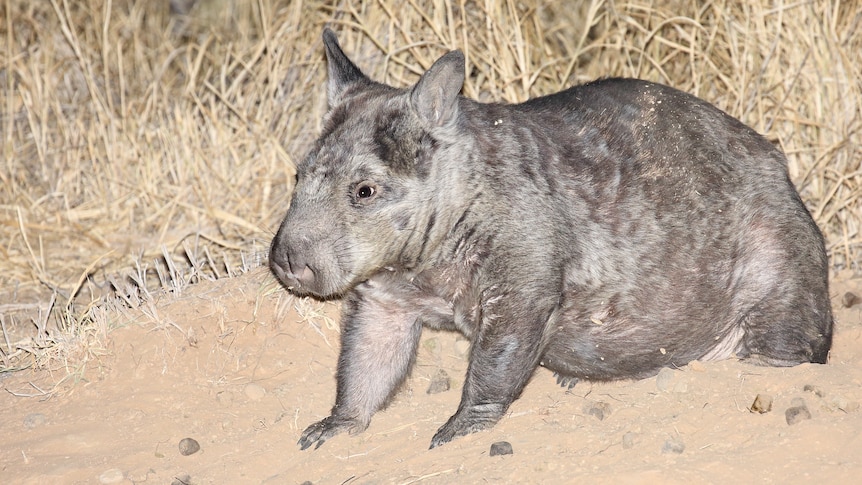 Wombat standing on sandy ground.
