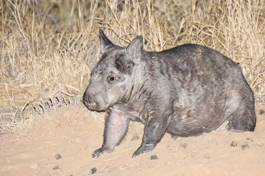 Wombat standing on sandy ground.