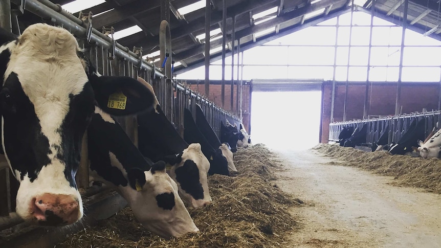 Inside a German dairy farm