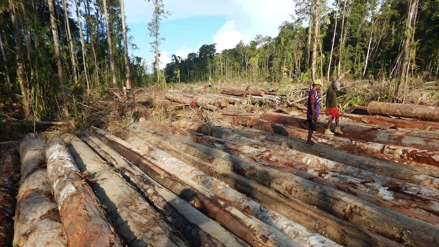Two young men walk over chopped down trees in a logging forest