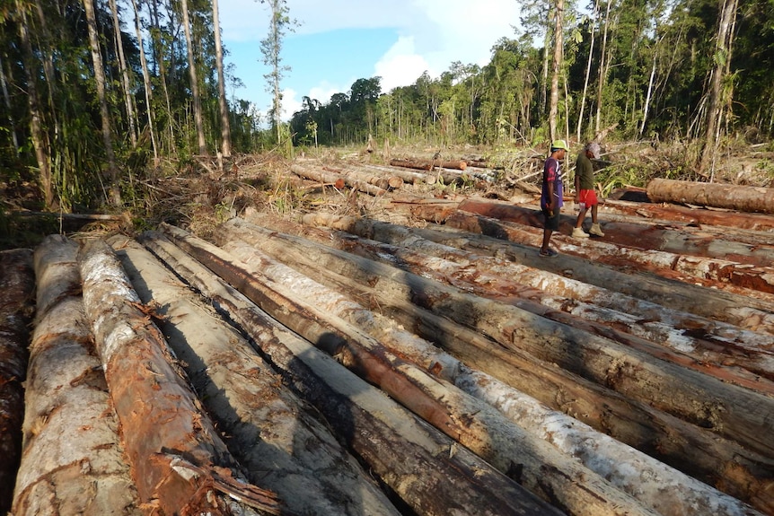 Two young men walk over chopped down trees in a logging forest