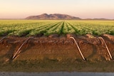 Crop growing behind irrigation channel