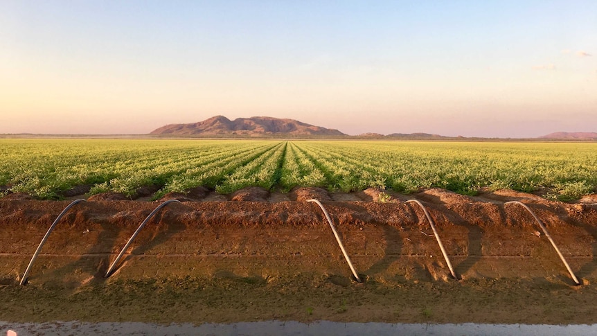 Crop growing behind irrigation channel