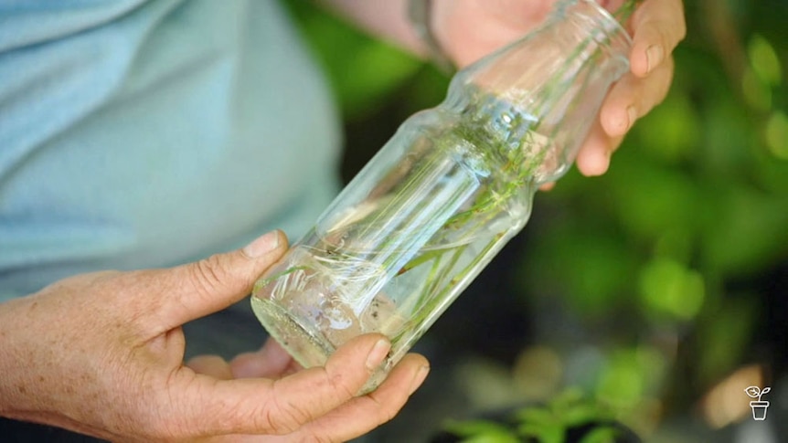 A bottle filled with a plant in water showing root growth.