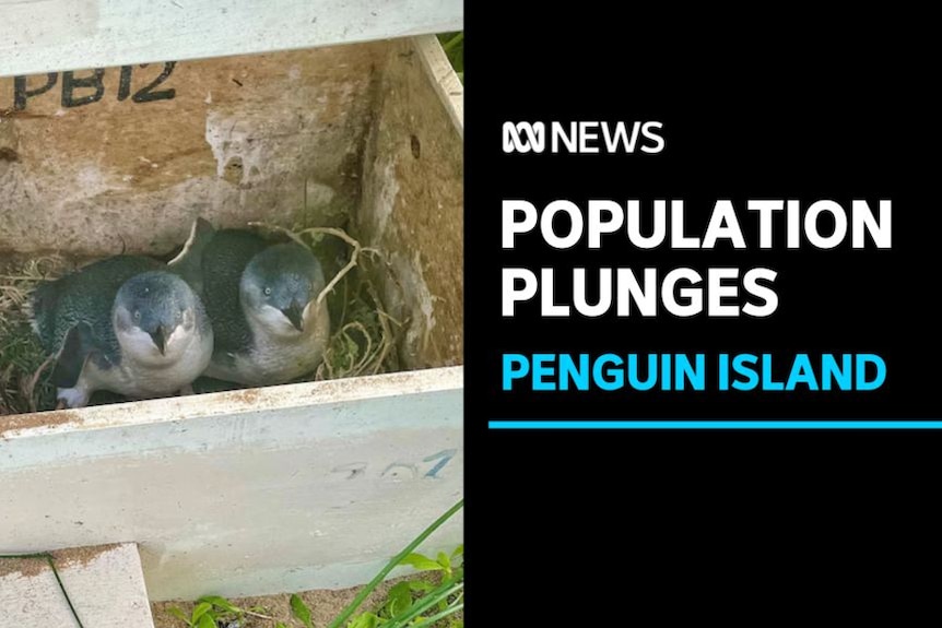 Population Plunges, Penguin Island: Two little penguins in a box with straw.