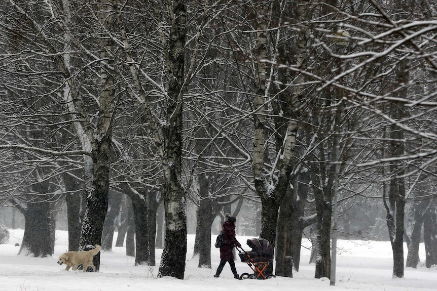 A golden retriever walks to the left as a woman pushing a pram walks the opposite direction in heavy snow with trees behind.